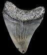 Juvenile Megalodon Tooth - South Carolina #40631-1